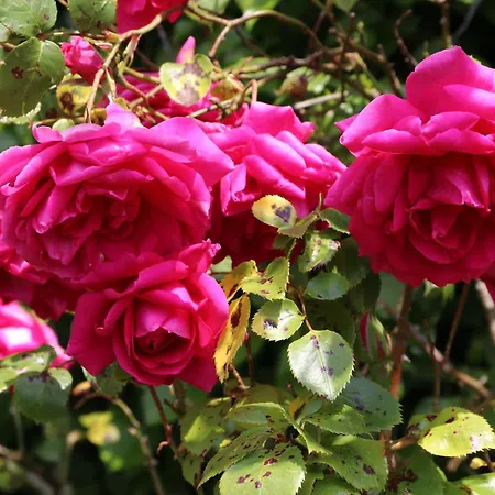 Lejlighed 4 Personnes Avec Piscine Et Bain Nordique Proche Des Plages Du Debarquement