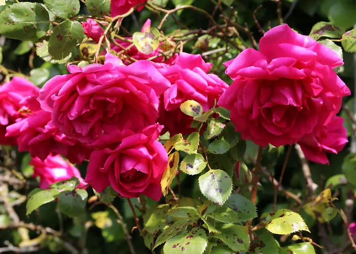 アパート 4 Personnes Avec Piscine Et Bain Nordique Proche Des Plages Du Debarquement